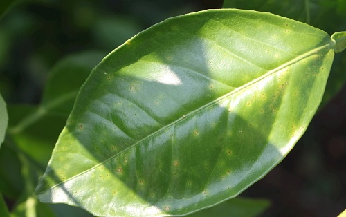葉面積分析儀有什么作用經驗分享？葉面積儀更好的分析植物長勢