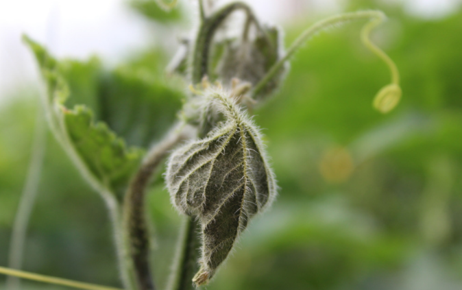 用病毒檢測儀為植物查明“病因”（植物病害檢測儀可以檢測哪些工藝技術？）